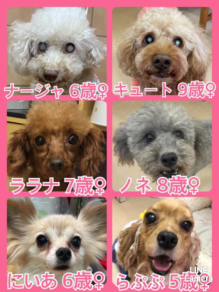 🐾今日の里親様募集中ワンコ🐶メンバーです🐾2021,7,3